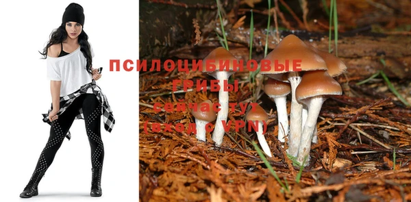 PSILOCYBIN Алексеевка
